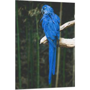 WallClassics - Vlag - Blauwe Ara Papegaai op een Tak - 80x120 cm Foto op Polyester Vlag