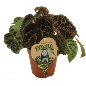 Begonia – Stippenbegonia (Begonia Referox) – Hoogte: 30 cm – van Botanicly