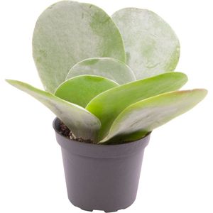 Vetplant – Olifantsoren (Kalanchoe thyrsiflora) – Hoogte: 15 cm – van Botanicly