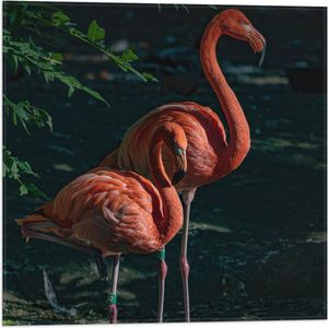 WallClassics - Vlag - Flamingo Duo tussen Groene Takken - 50x50 cm Foto op Polyester Vlag
