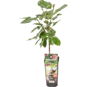 Bloomique - Prunus Avium 'Van' - Kersenboom - Fruitbomen - Tuinplanten - Winterhard - ⌀14 cm - Hoogte 60-70cm