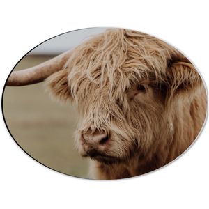 WallClassics - Dibond Ovaal - Bruine Buffel met Hoorns - 40x30 cm Foto op Ovaal (Met Ophangsysteem)