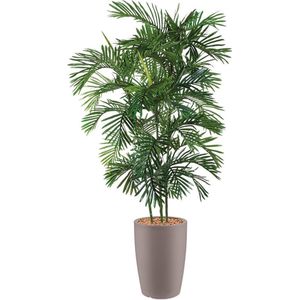 HTT - Kunstplant Areca palm in Genesis rond taupe H200 cm