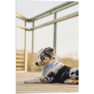 WallClassics - Vlag - Puppy met fel Blauwe Ogen - Australische Herder - 40x60 cm Foto op Polyester Vlag