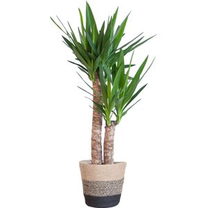 Cadeauplanten.nl | Yucca Elephantipes met Mand Lissabon zwart - Ø21cm - 80-90cm hoog - Kamerplant - Groenblijvend