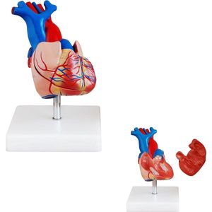 Het menselijk lichaam - anatomie model hart, 2-delig, 15x9x6 cm