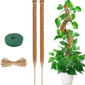 Mosstok - Mosstok Voor Planten - 4-Delig - Plantenstok - Plantensteun - Mosstok Monstera - Mosstokken - Kamerplanten - Mosstok Verlengbaar - Plantenrek Buiten - Plantensteunen Voor Klimplanten - Perfect Voor Monstera, Pothos En Meer - 2x50 Cm
