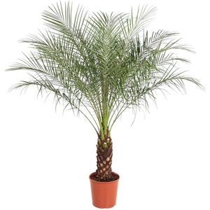 Dwergdadelpalm - Exotische kamerplant - Phoenix Roebelenii - 150 cm - ø27 - Luchtzuiverend