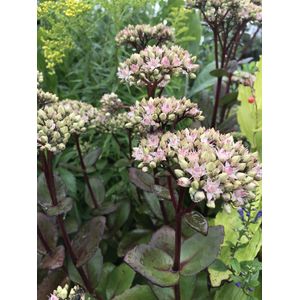 6 x Sedum 'Matrona' - Vetkruid - P9 Pot (9 x 9cm) - Dima Vaste Planten
