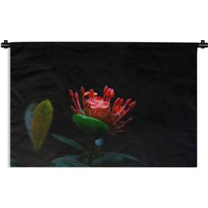 Wandkleed Planten op een zwarte achtergrond - Een foto van een tropische bloem op een zwarte achtergrond Wandkleed katoen 90x60 cm - Wandtapijt met foto