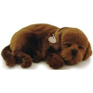 Perfect petzzz Soft labrador chocolate