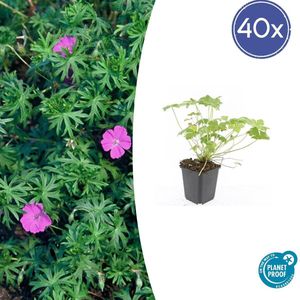 Tuinplantenshop.com | Geranium 'Tiny Monster' | 40 stuks - Ø9cm - 10-25cm hoog - Tuinplant