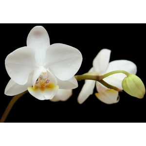 Dibond - Bloem - Orchidee in zwart / wit / geel / groen  - 80 x 120 cm.