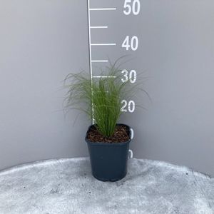 Plants Online - Tuinplanten - Siergrassen - Set van 1 - Stipa tenuissima 'Ponytails' - 2 liter pot - Plant