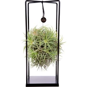 Deco frame met Tillandsia airplant bol (L)