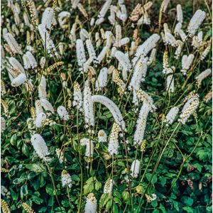 Plants Online - Tuinplanten - Vaste planten - Set van 5 - Actaea simplex - 0.7 liter pot - Plant