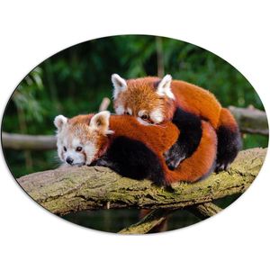 WallClassics - Dibond Ovaal - Knuffelende Rode Panda's - 68x51 cm Foto op Ovaal (Met Ophangsysteem)