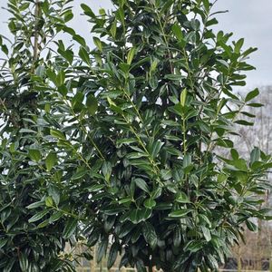 Prunus laur. 'Novita' 40-60cm - Hoogwaardige prachtige laurierbomen