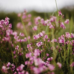 Heidehoning 450g Veluwe, Nederland Honingwinkel