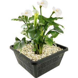 vdvelde.com - Witte Aronskelk - 4 stuks - 1 Vijvermand - Zantedeschia Aethiopica - Moerasplant - Volgroeide hoogte: 80 cm - Plaatsing: -1 tot -10 cm