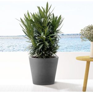 Nerium Oleander struik met witte bloem - 90cm- Ø22
