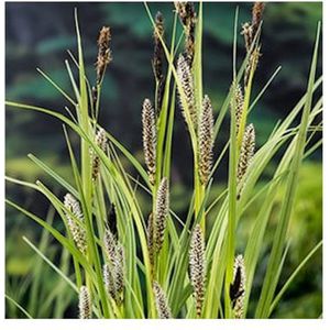 Moerings Carex Riparia | Oeverzegge | In 18CM Mand Kant en Klaar