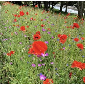 Veldbloemen zaad - Belgische Sofie 25 gram - 12,5 m2 - klaproos - korenbloem - bolderik - margriet - echte kamille - bijen - vlinders - insecten