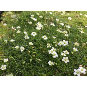 6 x Sagina subulata - Priemvetmuur - P9 Pot ( 9 x 9cm) - Dima Vaste Planten