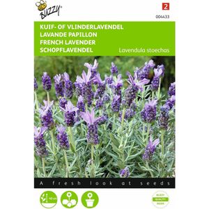 2 stuks - Buzzy - Lavendula stoechas, Kuif of Vlinderlavendel