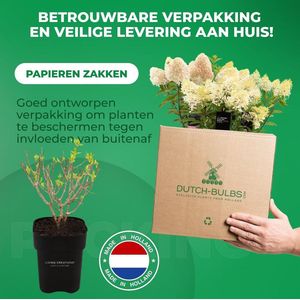 Dutch Bulbs Hortensia - Hydrangea - Vanille Fraisse - Tuinplant - 3 stuks - Roze - Buitenplanten Winterhard