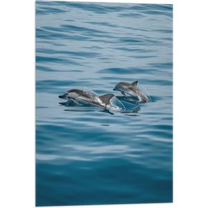 WallClassics - Vlag - Vrolijke Dolfijnen in het Water - 50x75 cm Foto op Polyester Vlag