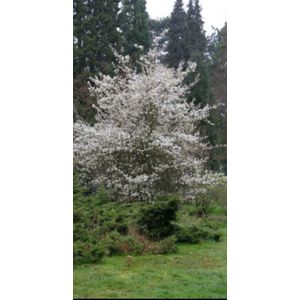 2 x Amelanchier 'Ballerina' - Krentenboompje, Rotsmispel, Junibes 60- 80 cm in pot