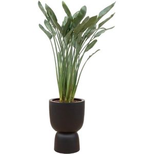 Strelitzia Reginae inclusief elho Pure Coupe zwart - Potmaat 41cm - Hoogte 190cm