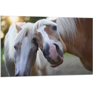 WallClassics - Vlag - Poserende Paarden voor Camera - 105x70 cm Foto op Polyester Vlag