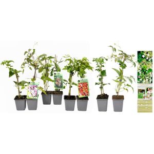 NatureNest - Klimplanten mix - 2x Hydrangea petiolaris, 2x Lonicera per.'Belgica', 2x Parthenocissus quin. 'Engelmannii', 2x Clematis montana 'Rubens' - 8 stuks - 30-38 cm