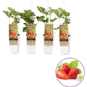 Aardbeien mix - 4 stuks Fragaria 'Eve's Delight' - set van 4 aardbeien - hoogte 35-55 cm - zelfbestuivend, winterhard