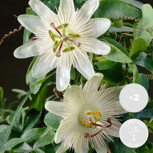 2x Passiflora Elliot – Passiebloem – Klimplant – Onderhoudsvriendelijk - ⌀15 cm - 60-70 cm