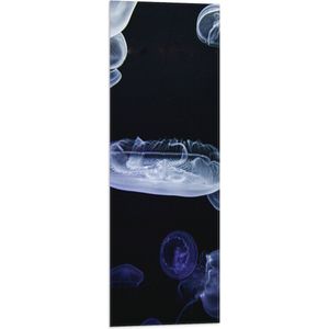 WallClassics - Vlag - Witte en Blauwe Kwallen Diep in de Zee - 30x90 cm Foto op Polyester Vlag