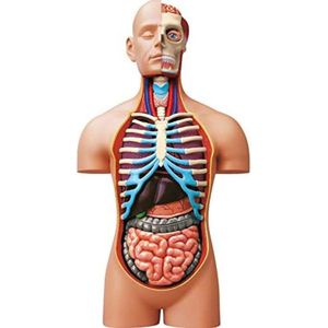 Anatomie Model - Anatomisch Model - Anotomie Torso