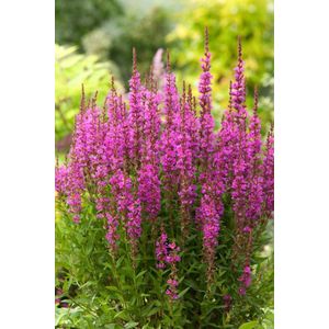 Plants Online - Tuinplanten - Vaste planten - Set van 3 - Lythrum sal. 'Robin' - 1 liter pot - Plant
