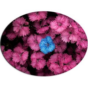 WallClassics - Dibond Ovaal - Blauwe Bloem in Roze Bloemenstruik - 56x42 cm Foto op Ovaal (Met Ophangsysteem)