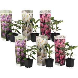 Plant in a Box - Mix van 6 Rhododendron - Winterharde betrouwbare planten - Paars,wit,roze - Pot 9cm - Hoogte 25-40cm