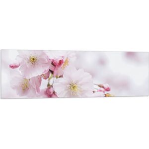 WallClassics - Vlag - Roze Cherry Bloemen - 150x50 cm Foto op Polyester Vlag