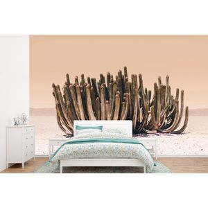Cactus - Plant - Natuur - Groen - Behangpapier