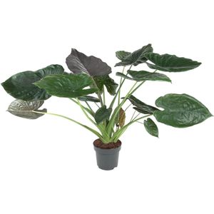 Alocasia Wentii - Potmaat 32cm - Hoogte 120cm