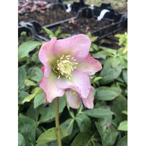 6 x Helleborus or. 'Pretty Ellen Pink' - Kerstroos - P9 Pot (9 x 9cm) - Dima Vaste Planten