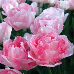 Tulp Angelique | 10 stuks | Dubbel laat | Roze | Tulpenbollen