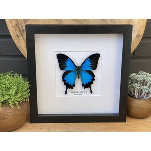 Lijst met opgezette vlinder "" Papilio Ulysses "" Entomologie - Taxidermie