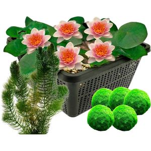 vdvelde.com - Mini Waterlelie - Zalm - Nymphaea Pygmaea Aurora + Zuurstofplanten tegen Algen - Combi set - 12 planten - Plaatsing: -1 tot -40 cm