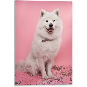 WallClassics - PVC Schuimplaat- Portret van Witte Hond tegen Roze Achtergrond met Confetti - 40x60 cm Foto op PVC Schuimplaat